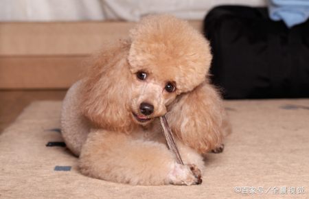 特别提醒，别让贵宾会迷惑了你的眼睛